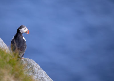 Puffin perching on rock