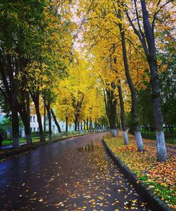 Footpath amidst trees in park during autumn