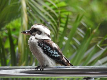 Close-up of bird perching on tree