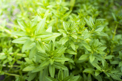 Close-up of fresh green plant