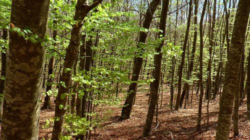 View of trees in forest