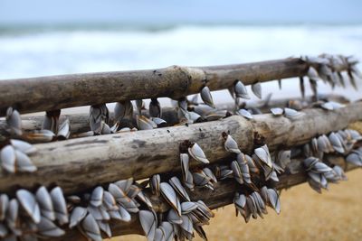 Close-up of stack of wooden post at beach against sky