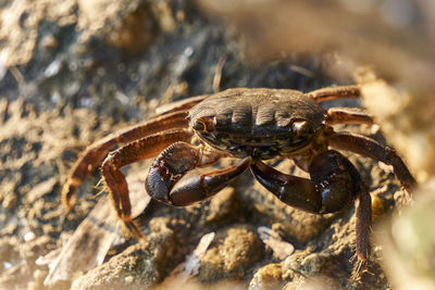 Close-up of insect