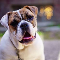 Close-up portrait of dog