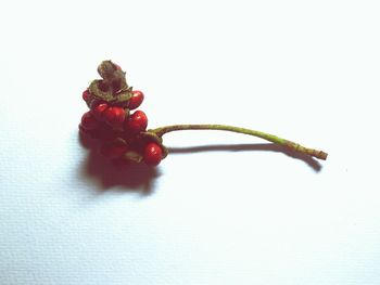 Close-up of red fruit over white background