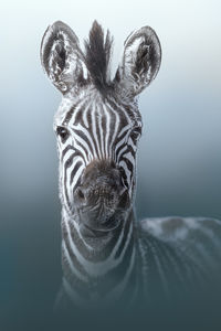 Portrait of zebra