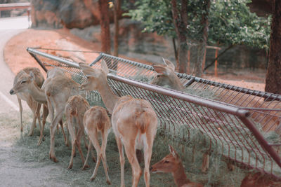 Deer in a field