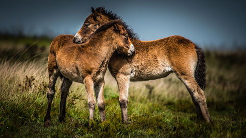 Foals standing on grassy field against sky