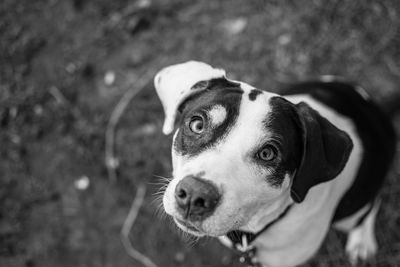 Close-up portrait of a dog