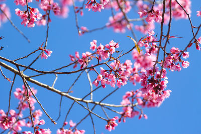 Low angle view of cherry blossoms against sky