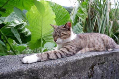 Cat resting on retaining wall