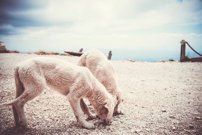 Dog standing on the mountain