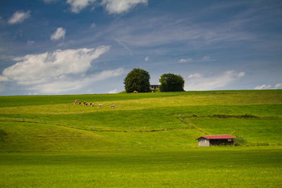 Scenic view of grassy field against sky