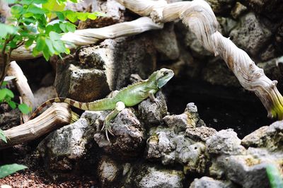 Close-up of lizard on tree in forest