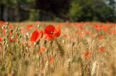 Close-up of red poppy flowers in field