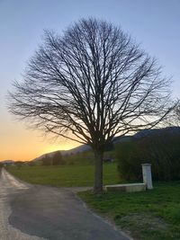 Bare tree on field against sky during sunset