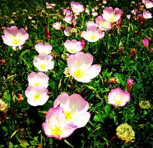 Close-up of flowers blooming outdoors