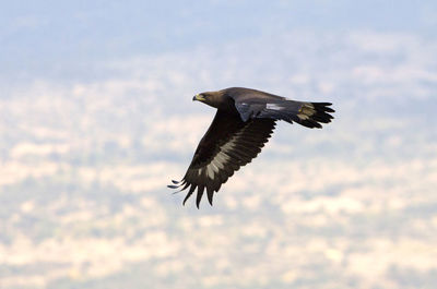 Low angle view of eagle flying in sky