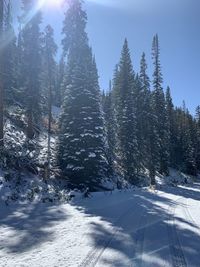 Snow covered pine trees in forest against sky