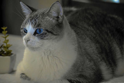 Close-up of cat looking away