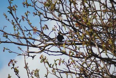 Low angle view of bird perching on tree against sky