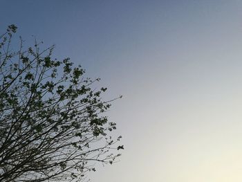 Low angle view of tree against clear sky