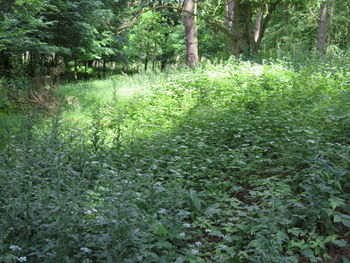 Plants and trees in forest