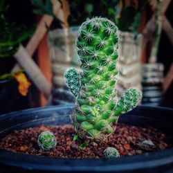 Close-up of potted plant