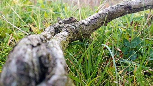 Close-up of tree trunk on field