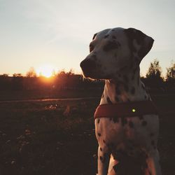 Dog in sunlight at sunset