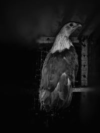 Close-up of eagle perching