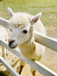 Close-up of alpaca in pen