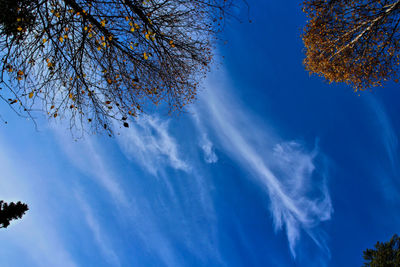 Low angle view of tree against blue sky