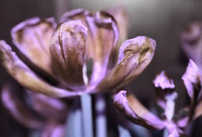 Close-up of purple flowering plant