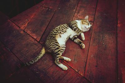 High angle view of cat sleeping on wooden boardwalk