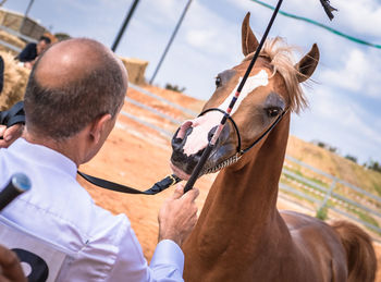 The israeli arabian horse festival