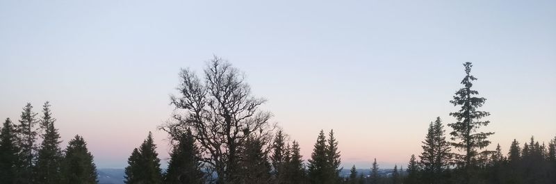 Trees in forest against clear sky during winter