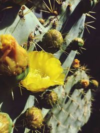 Close-up of yellow flowers