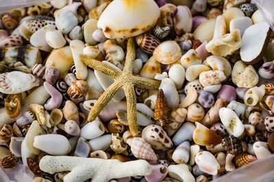 High angle view of seashells and dead starfish