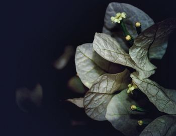 Close-up of flower against black background