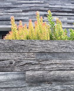 Close-up of plants growing by wood