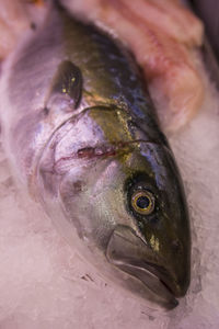 Close-up of fish for sale at market