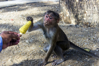 Close-up of hand holding monkey eating food