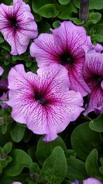 Close-up of pink flowers