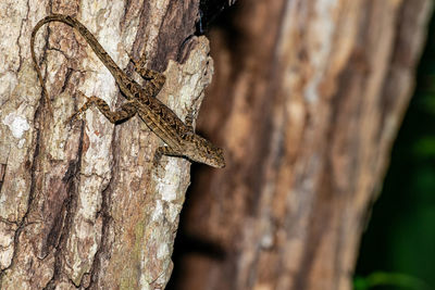 Close-up of a lizard on a tree trunk