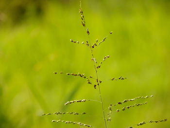 Close-up of caterpillar on plant