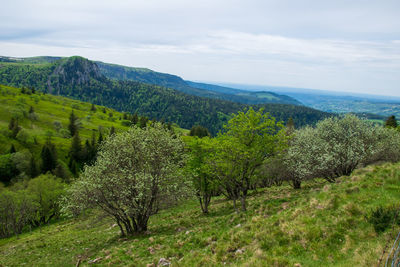 Scenic view of trees on field against sky