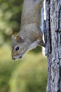 Close-up of squirrel on tree trunk