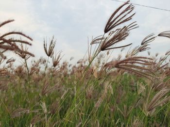 Beautiful wild plants in the village