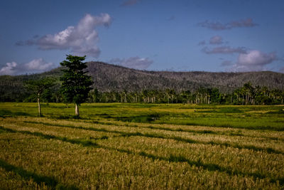 Scenic view of agricultural field against sky